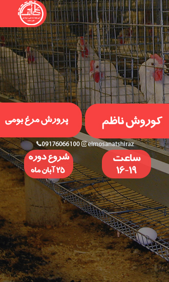 پرورش مرغ بومی